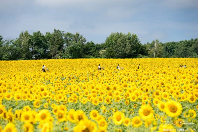 Best Places to View Flowers in Hokkaido vol.1