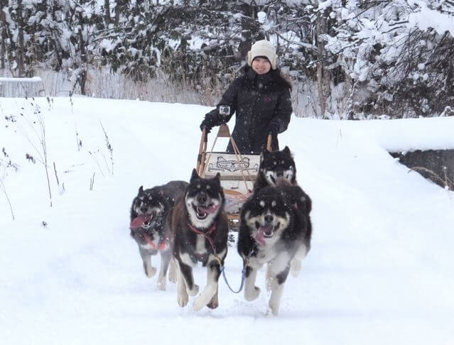 Try Your Hand at Dogsledding with a Beginner-friendly Course