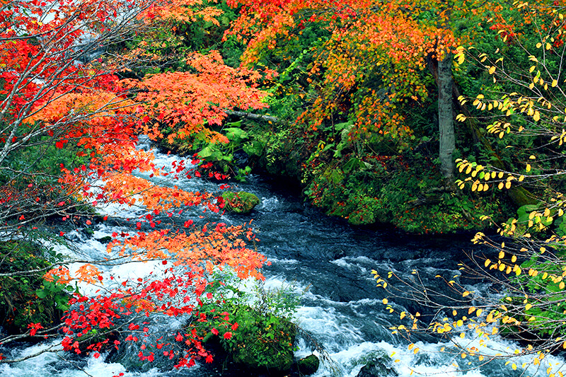 Stunning Fall Foliage at Takimi Bridge