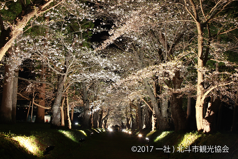 The Weeping Cherry Trees of Hokkiji