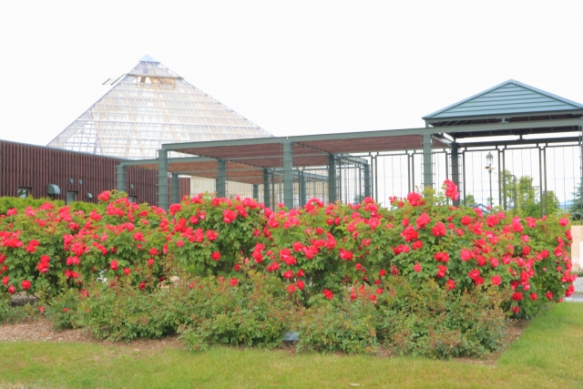 An Oasis of Roses in Iwamizawa Park