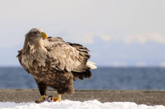 Observe Eagles on a One-day Charter Tour