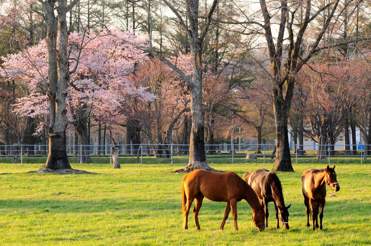 JRA Hidaka Ikusei Ranch: The Largest Racehorse Rearing Center in Japan