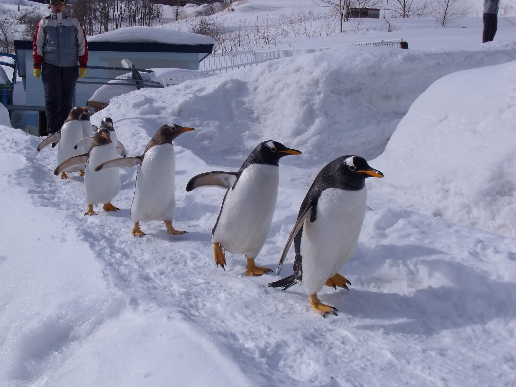 See the Penguins March at Otaru Aquarium