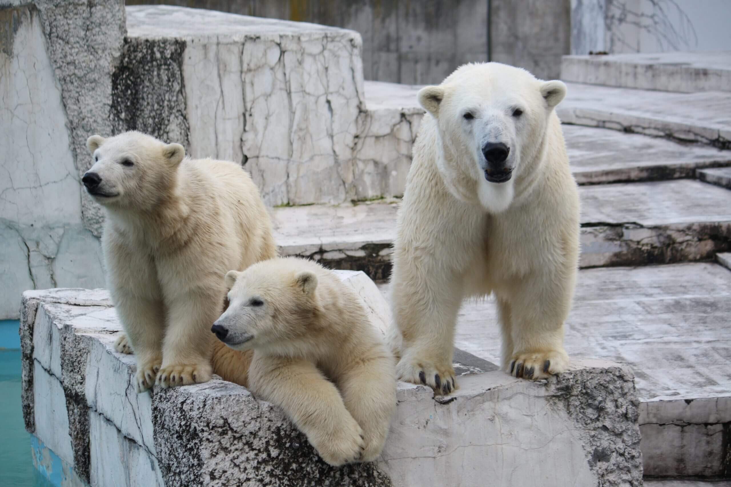 Watch the Lively Animals of the Sapporo Maruyama Zoo