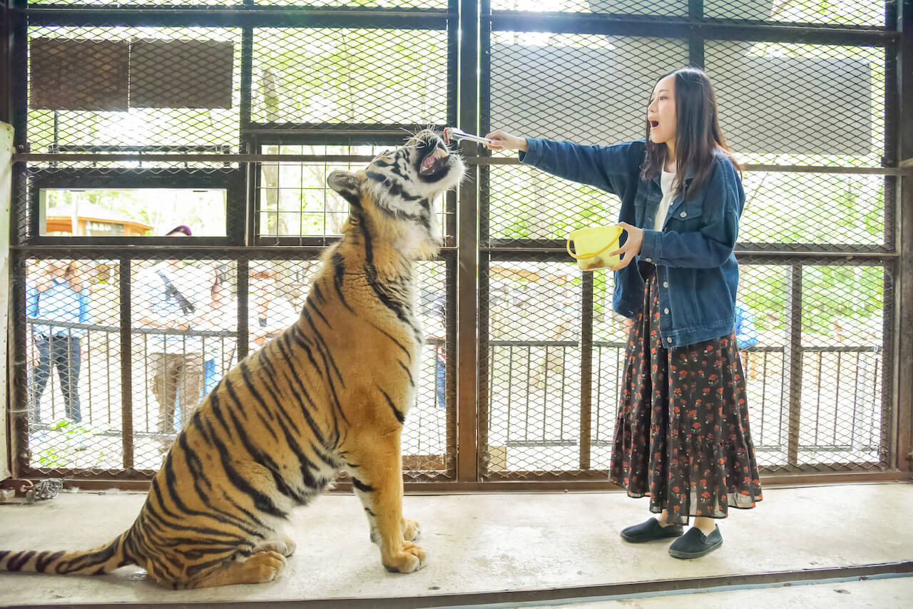 North Safari Sapporo: Visit a Unique Hands-On Animal Park