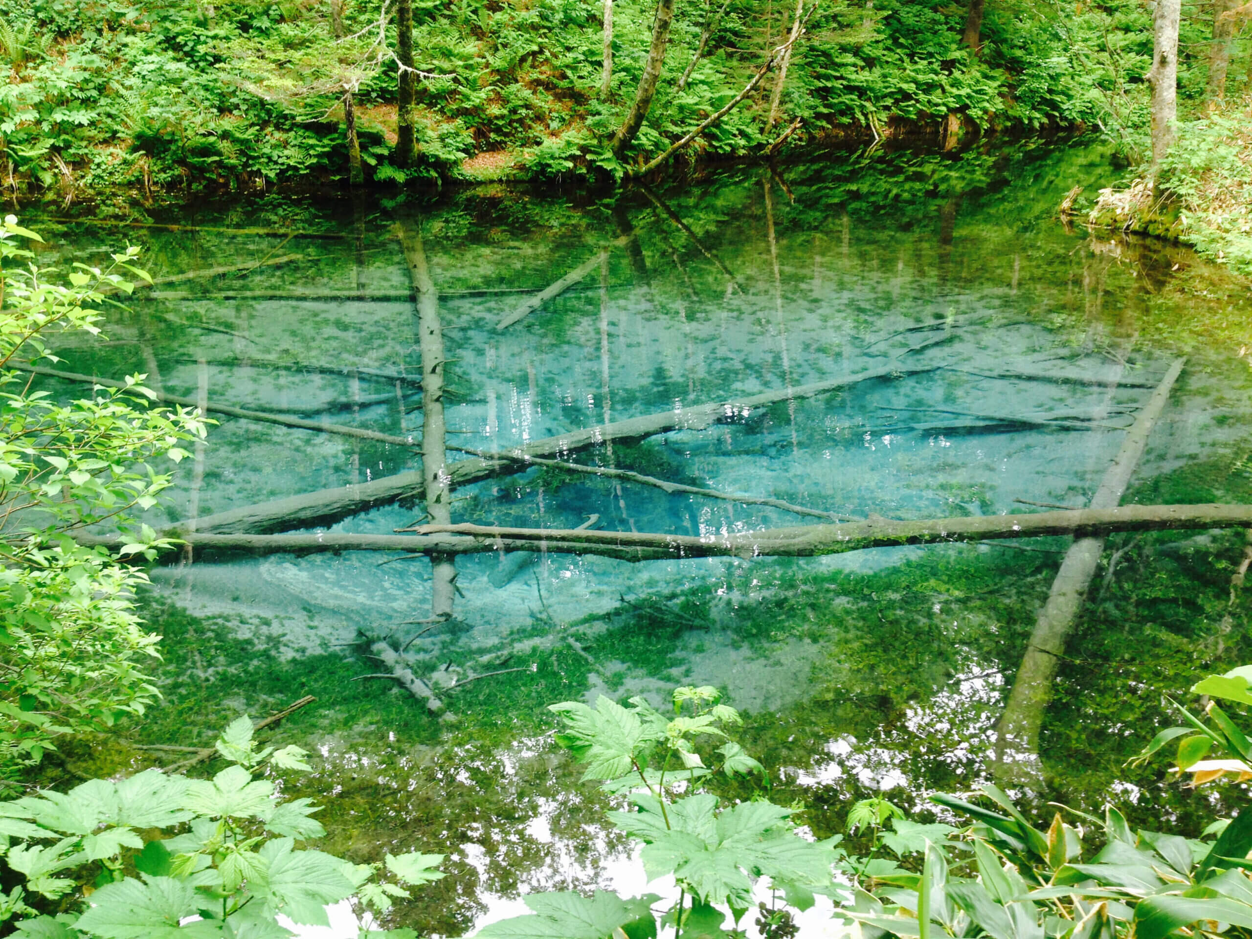 Kaminoko Pond: A Mystical Pond Deep in the Forest