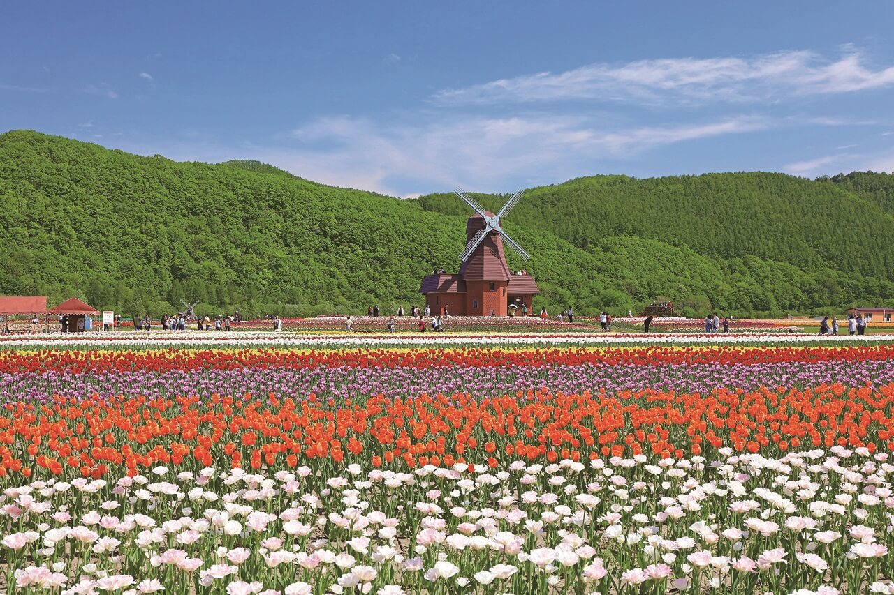 200 Varieties of Tulip Await at Kamiyubetsu Tulip Park