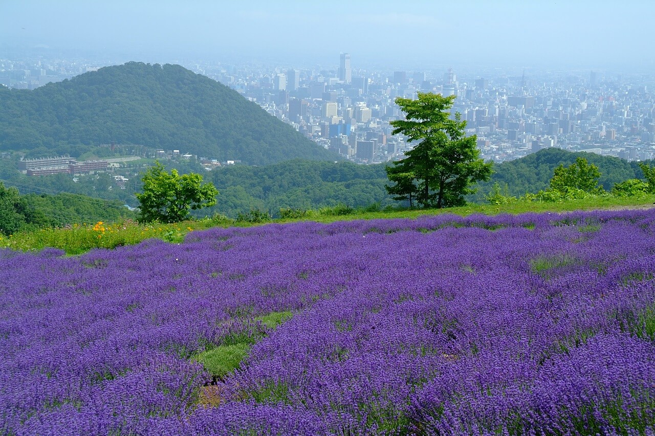 Beyond the Lavender Blossoms: A Panoramic View of Sapporo