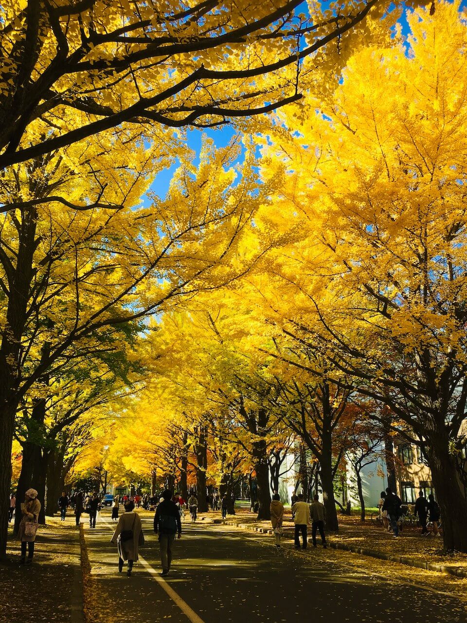 Experience the Beauty of Fall Under Ginko Avenue's Golden Canopy – HOKKAIDO  LOVE!