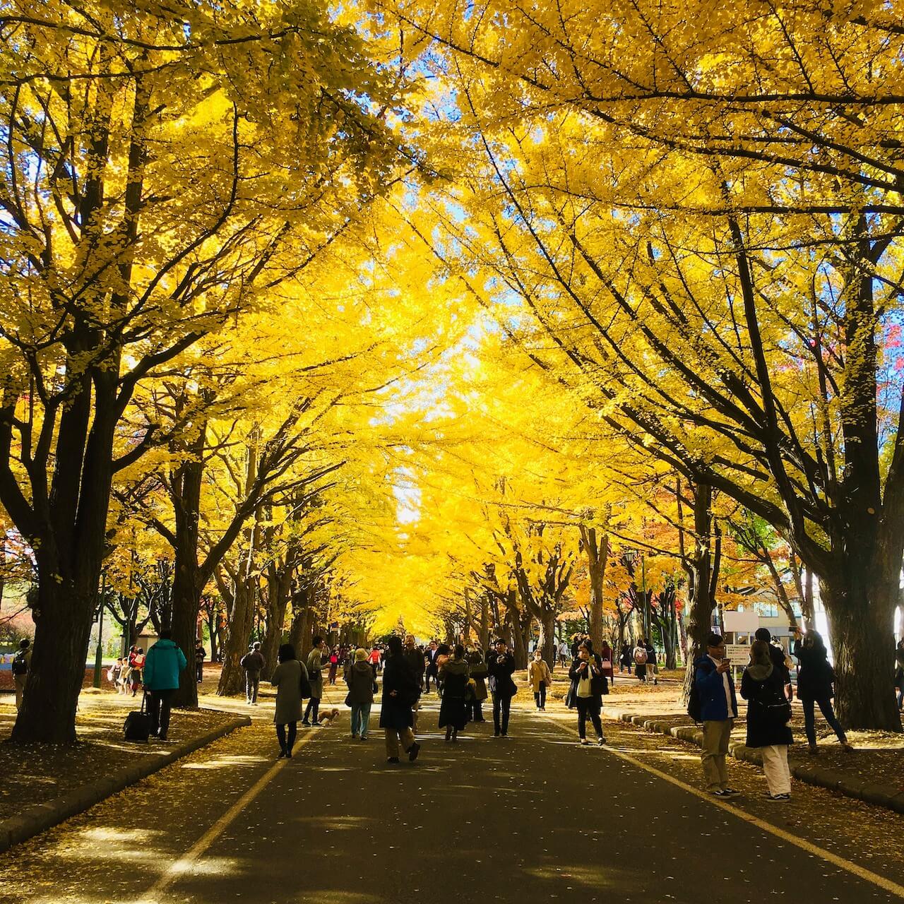 Experience the Beauty of Fall Under Ginko Avenue’s Golden Canopy