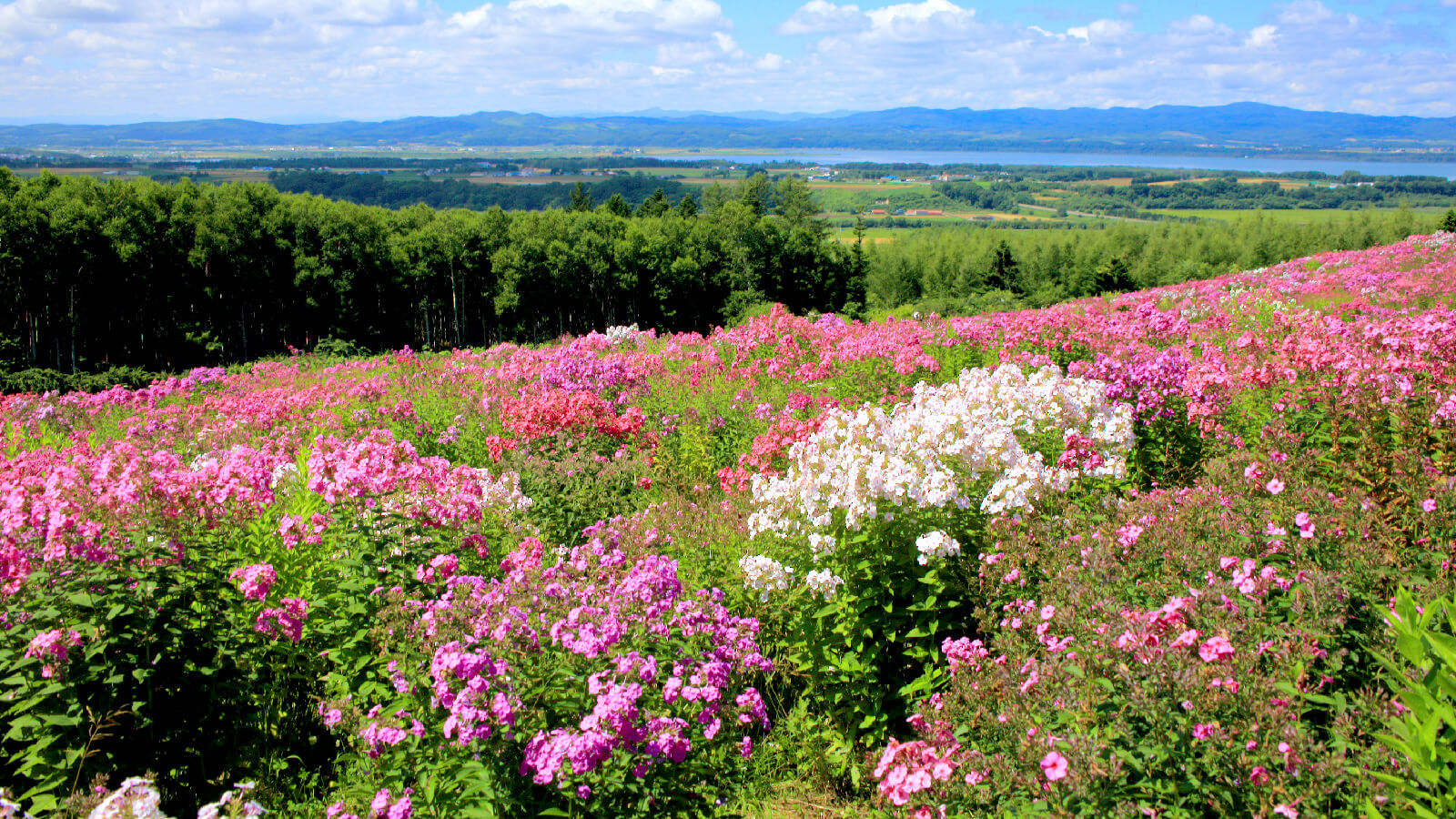 Enjoy the Pinks, Reds, and Purples of Summer at Abashiri Phlox Park