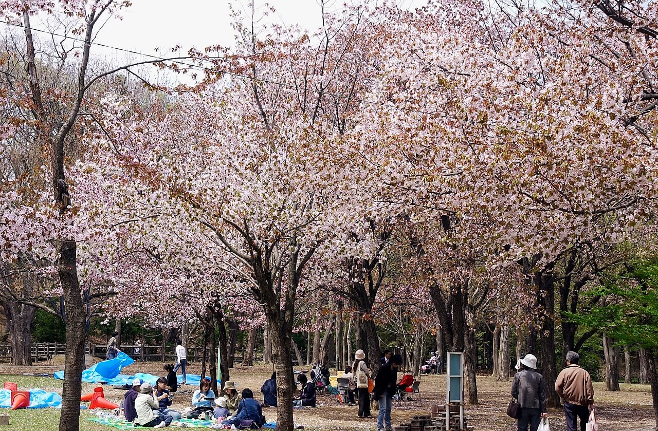 Picnic Under the Cherry Blossoms at Maruyama Park