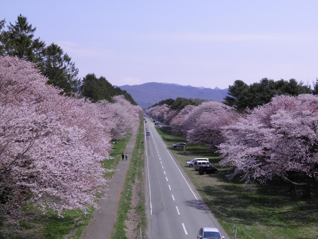 Nijukken Road Cherry Blossom Trees・Shizunai Cherry Blossom Festival – HOKKAIDO LOVE!