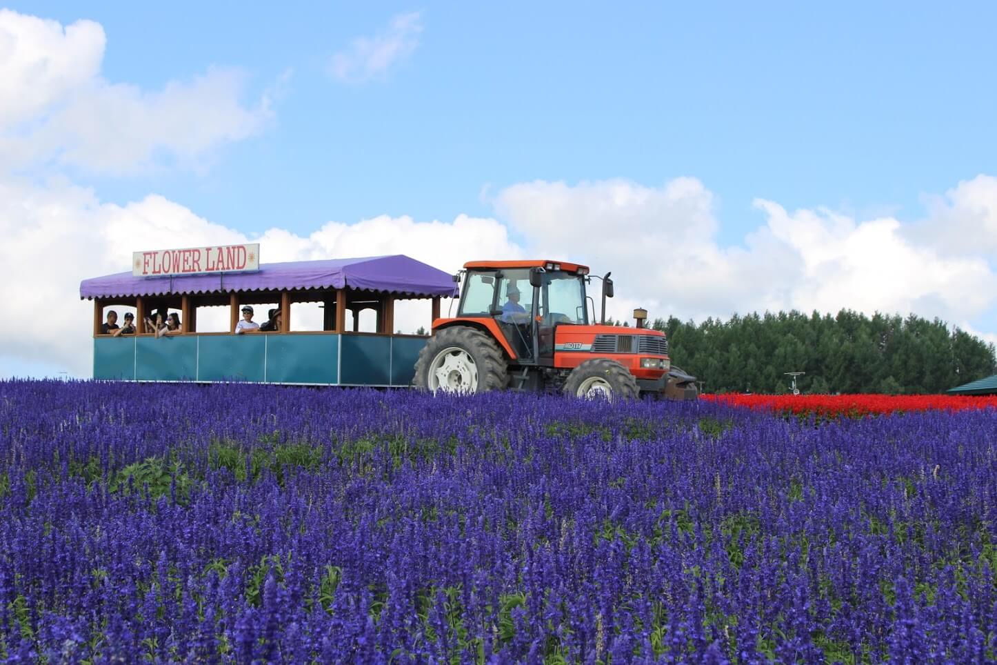 Find Fields of Endless Lavender at Flower Land Kamifurano