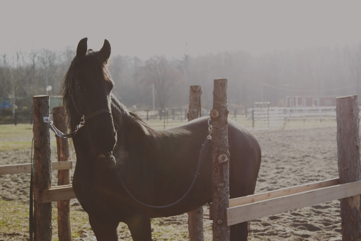 Paard Musée Farm Life: Experience Horses in Their Natural Habitat