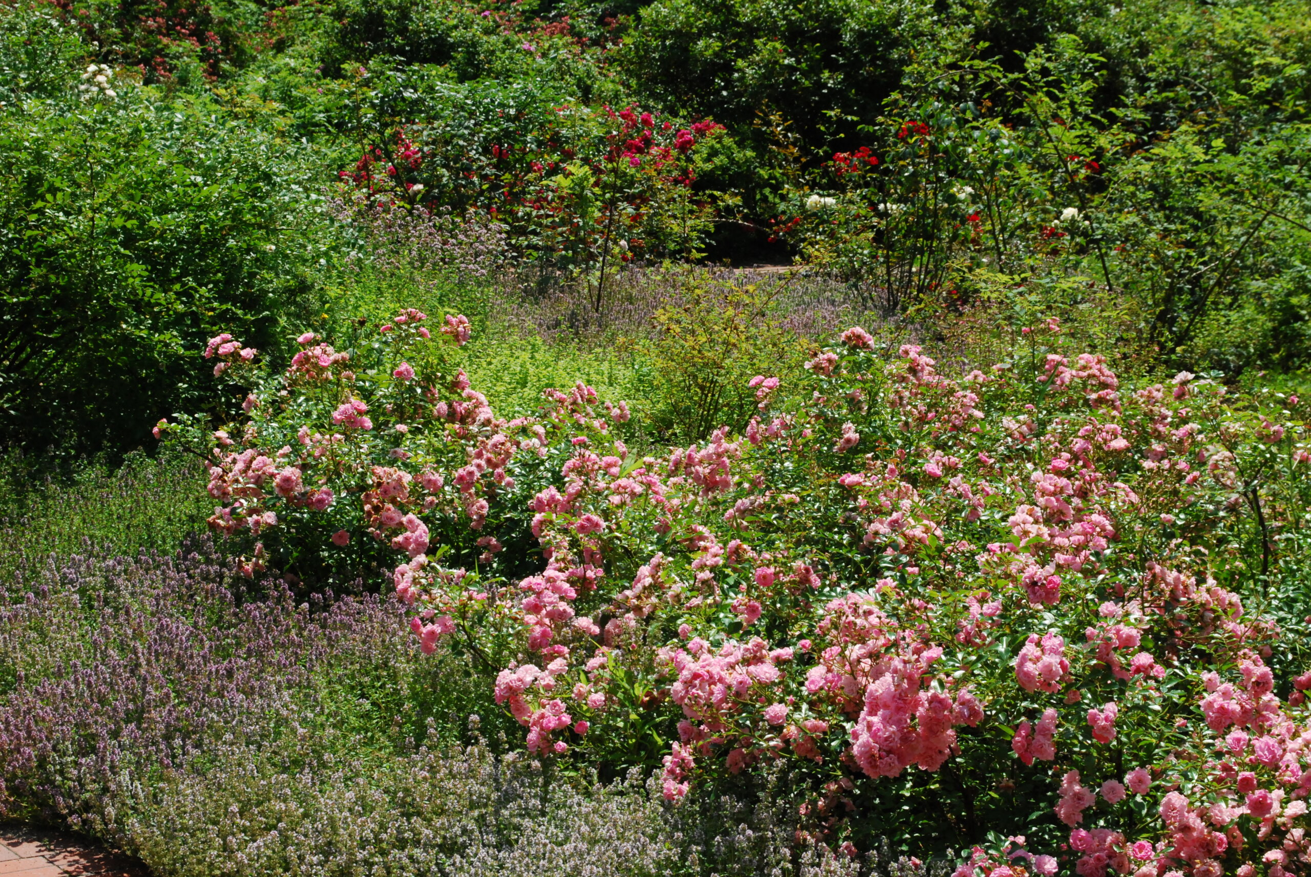 Enjoy a Lavish Northern Garden and its Lush Seasonal Flora