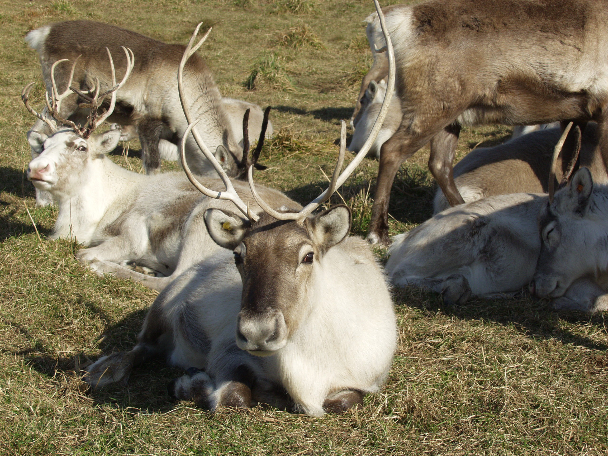 Explore the Unique Flora and Fauna of the North at Horonobe Reindeer Ranch