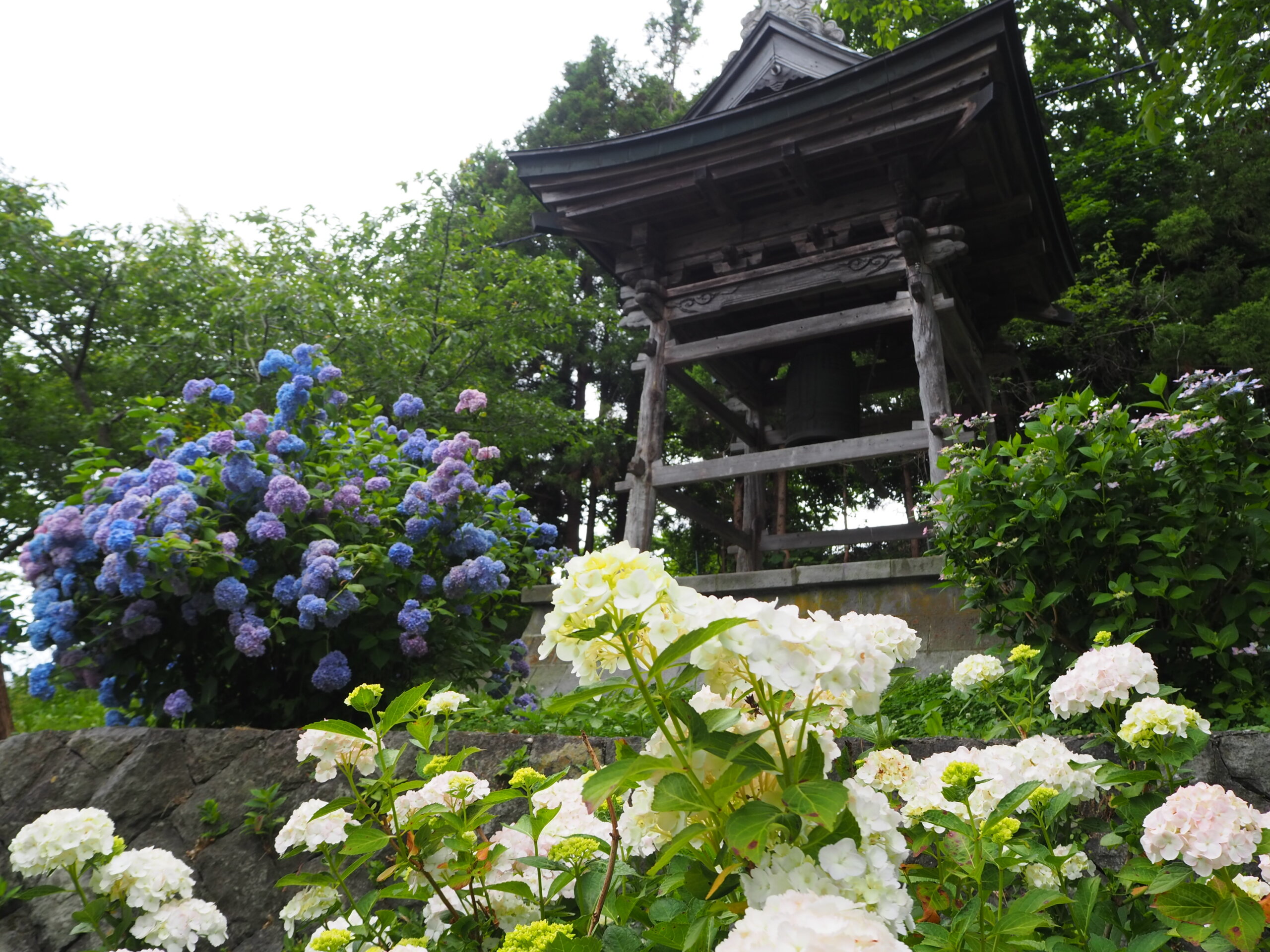 Discover the Roots of Zenkoji Temple's Nickname, the Temple of Flowers