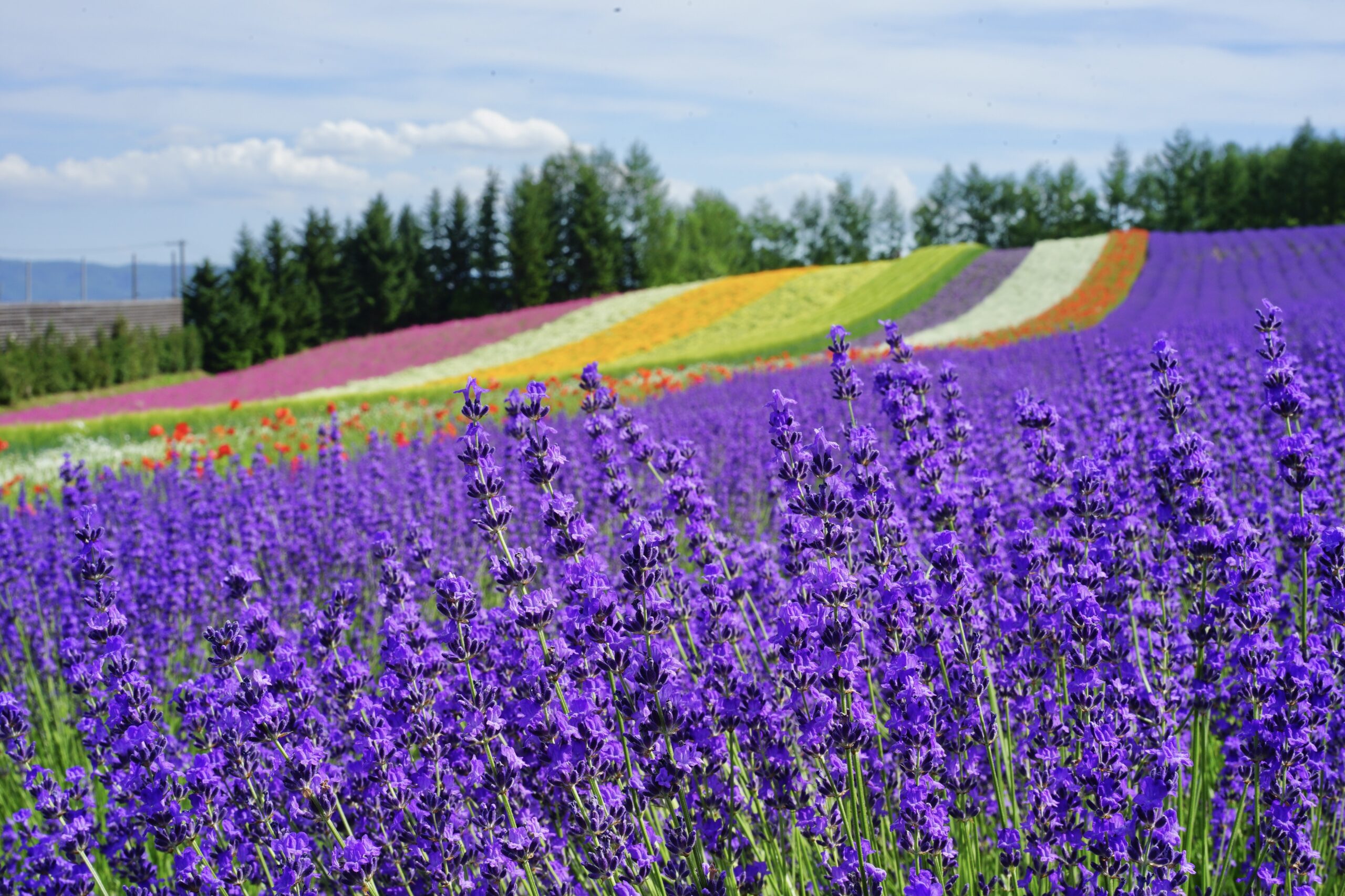 Hokkaido's Treasured Lavender Fields – HOKKAIDO LOVE!