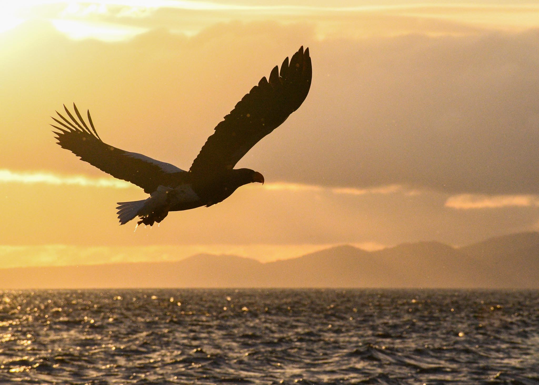Steller's sea eagle at sunrise.