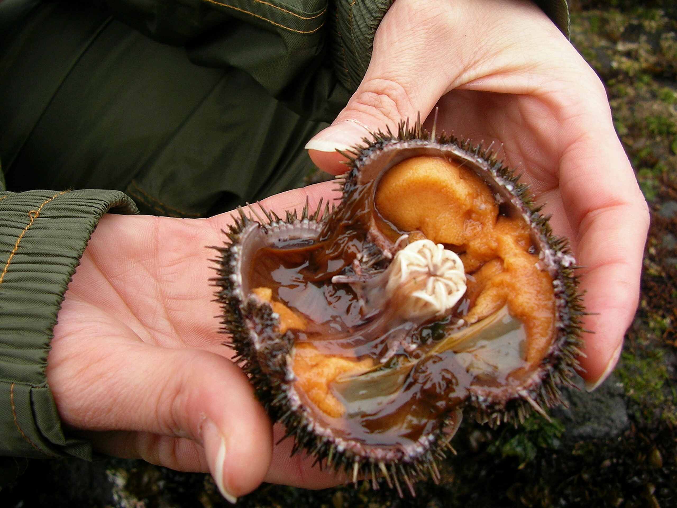 The sea urchin are split carefully so as not to damage the delicate insides. 