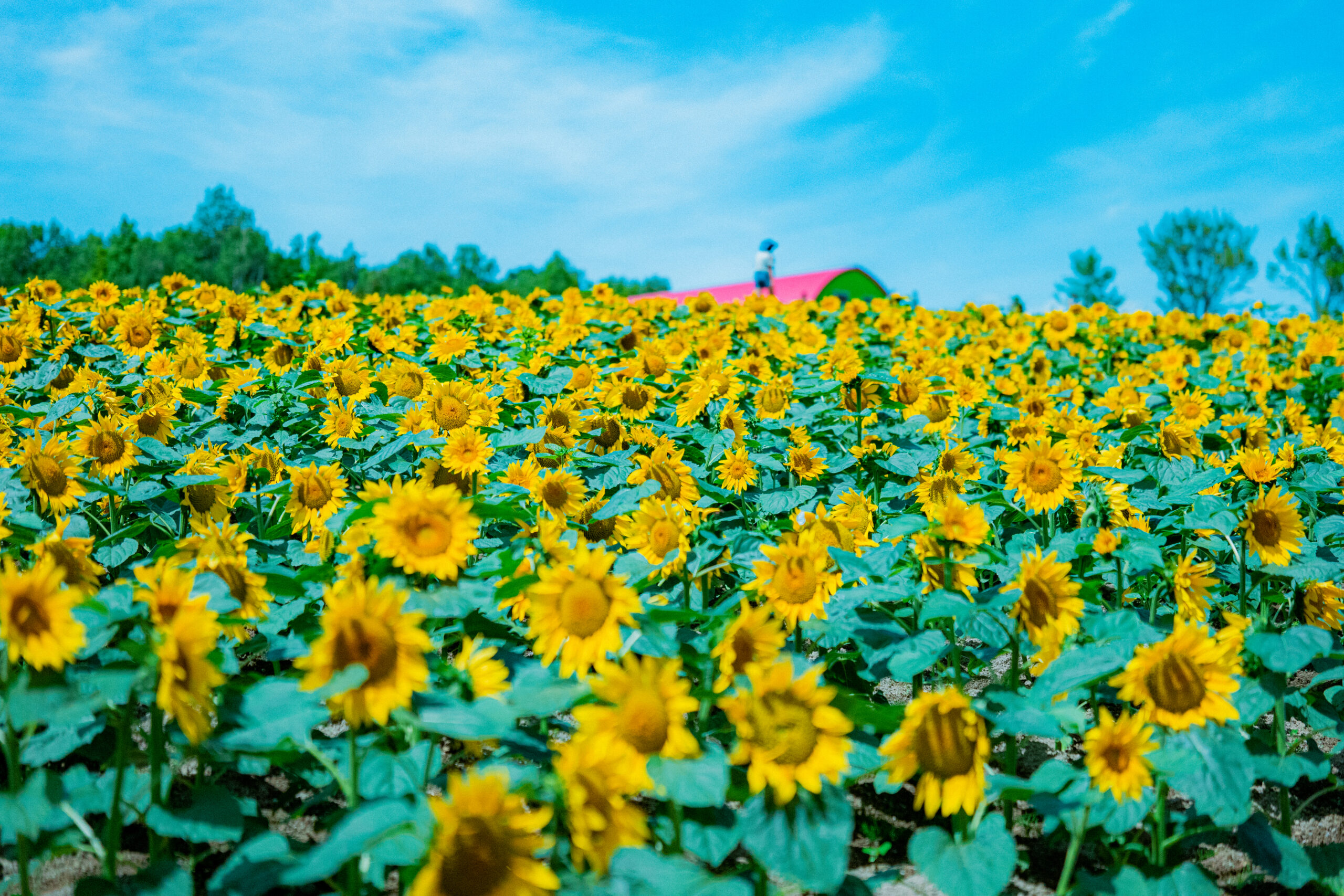 On a clear day, bright yellow sunflowers are stunningly set off by the blue sky. 