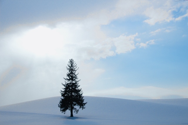 Surrounded by fluffy white snow, Biei’s Christmas Tree is attractive in the winter too. 