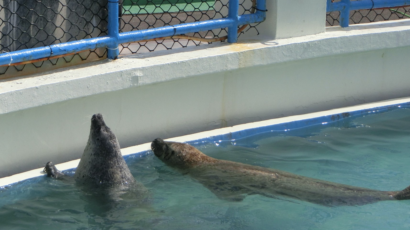 Wakkarium's Noshappu Aquarium - See Some Cute Seals at Japan's Northernmost Aquarium