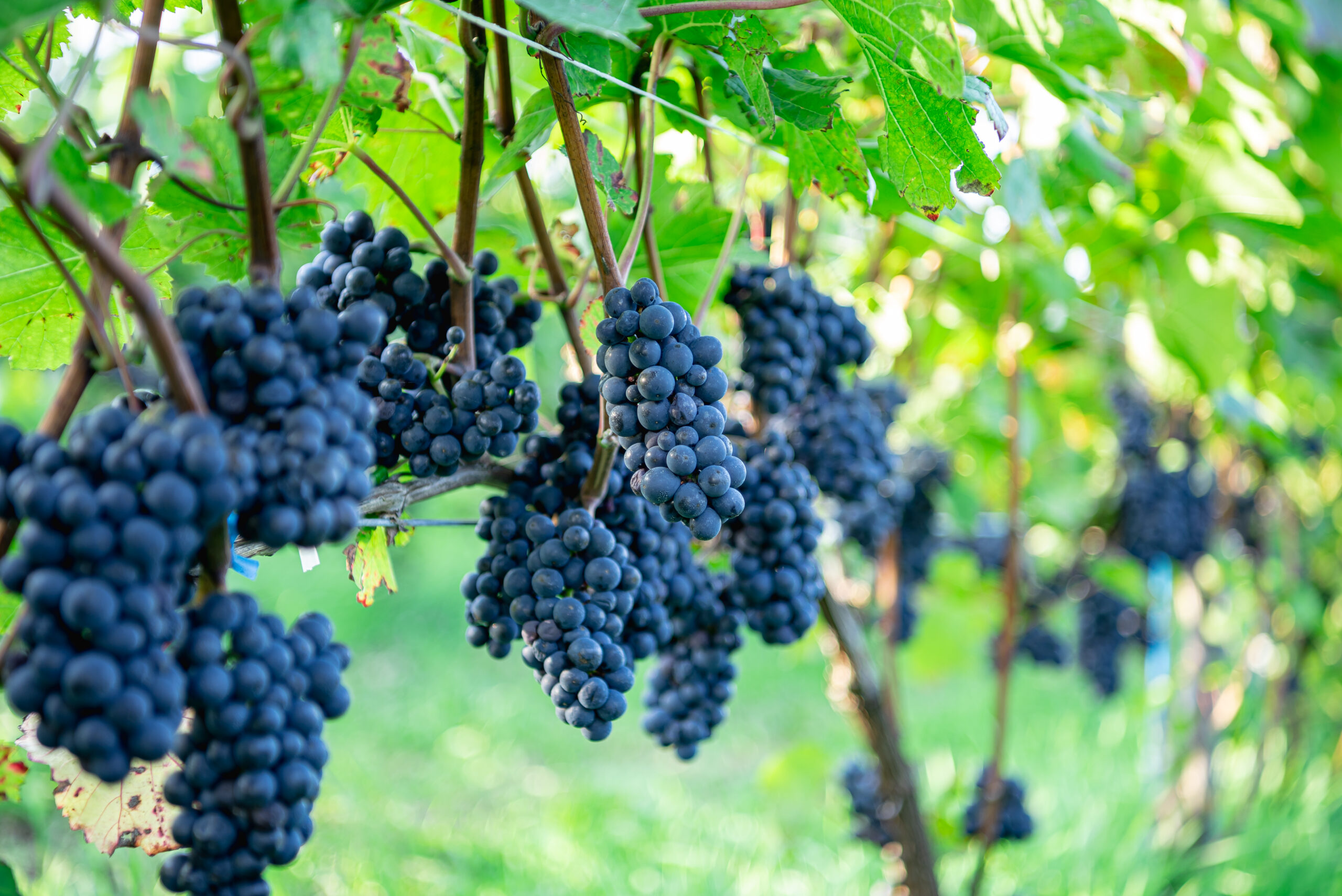 The secret to Yoichi’s wine can be traced back to numerous factors, including the Japanese farmers’ willpower and preciseness in cultivating grapes in this comparatively harsh climate, as well as the freedom to experiment that a new wine region unburdened by tradition allows for. 