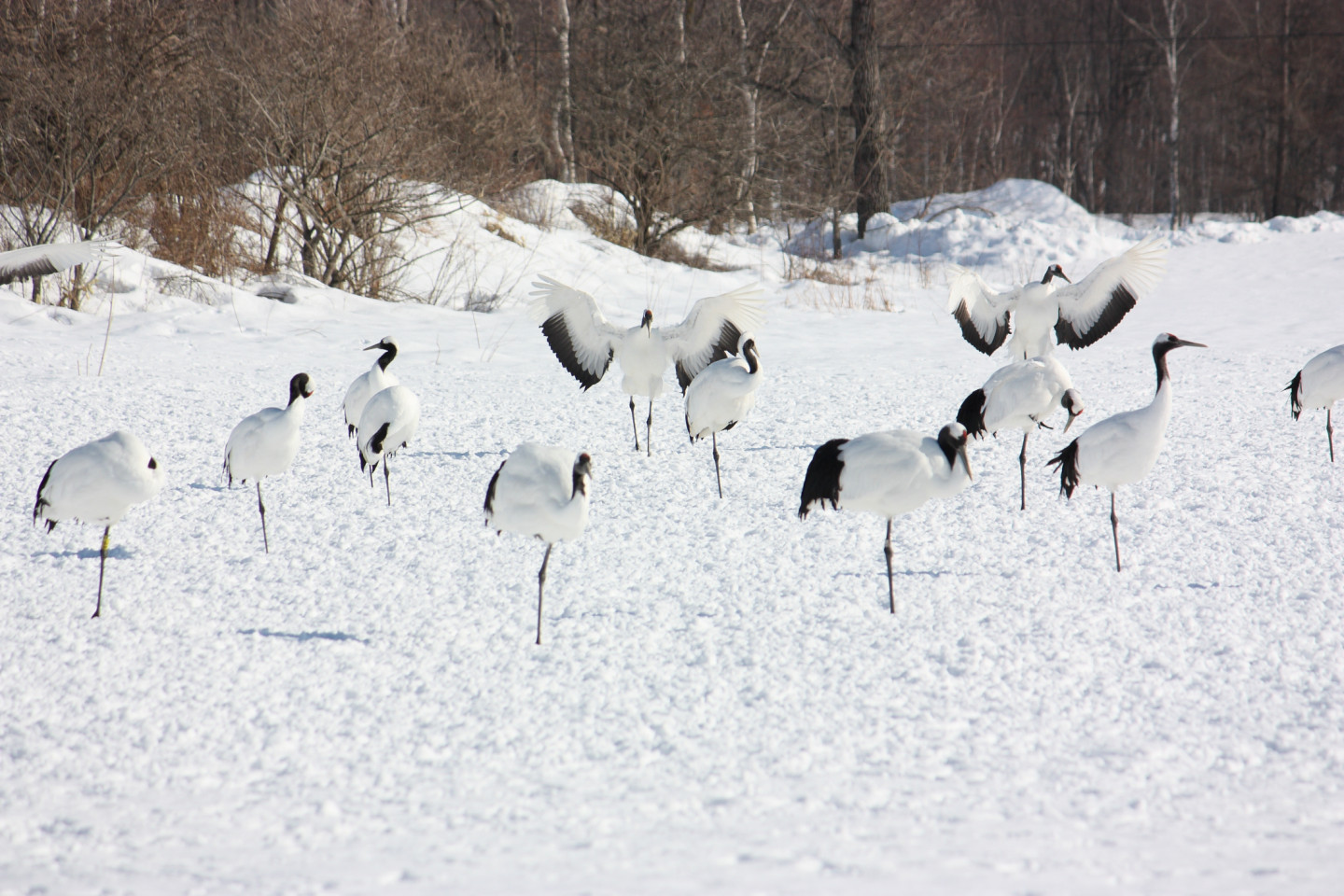 Let's go to Hokkaido in Winter and See Cute Animals!